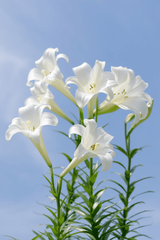 Lilies